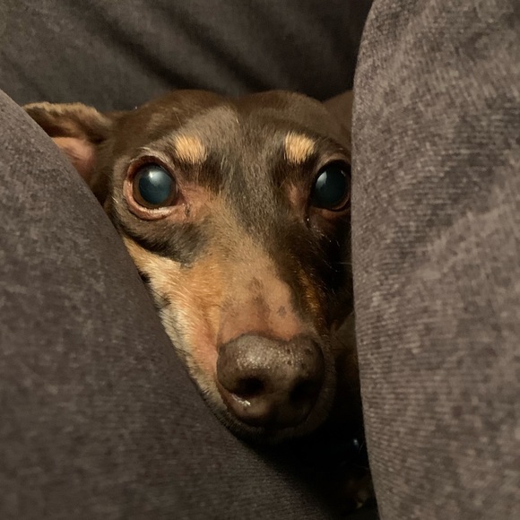 Meet your Posher, David - Picture 1 of 1